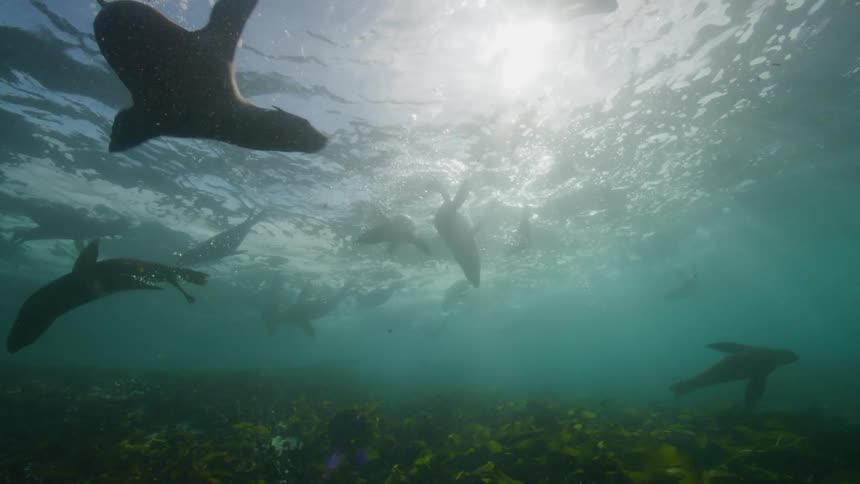 Multiple fish swimming underwater at midday