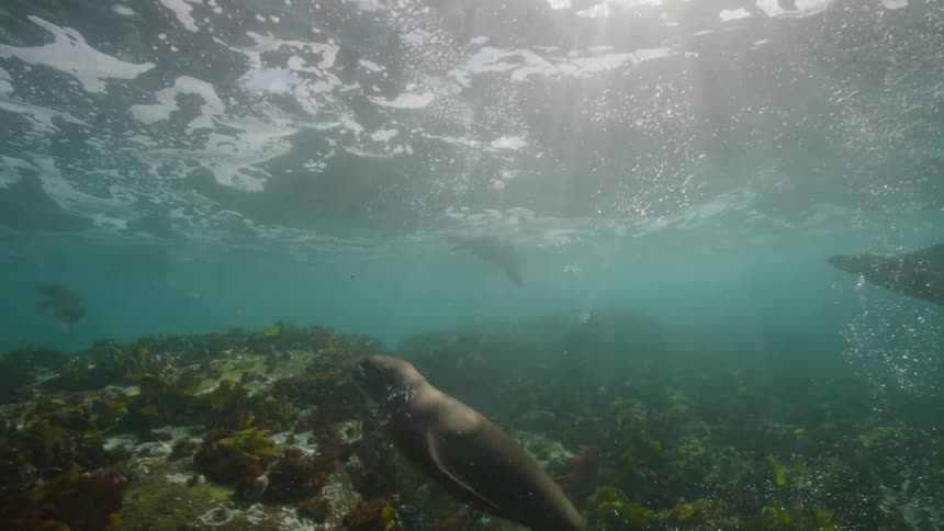 The seals are swimming around underwater