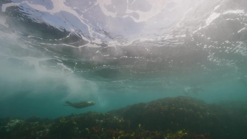 A herd of sea lions swimming under the waves in the ocean