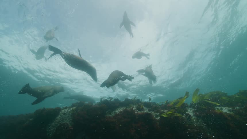 Marine animals swimming inside the sea and above a rock with seaweed