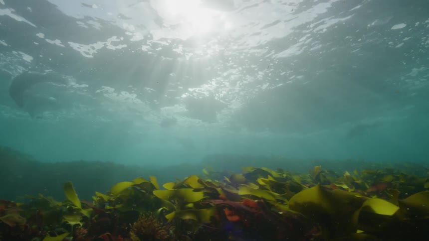 Sea lions swimming in the sea as the sun shines through the water