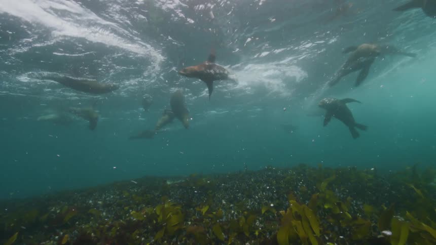 Seals are swimming all over underwater