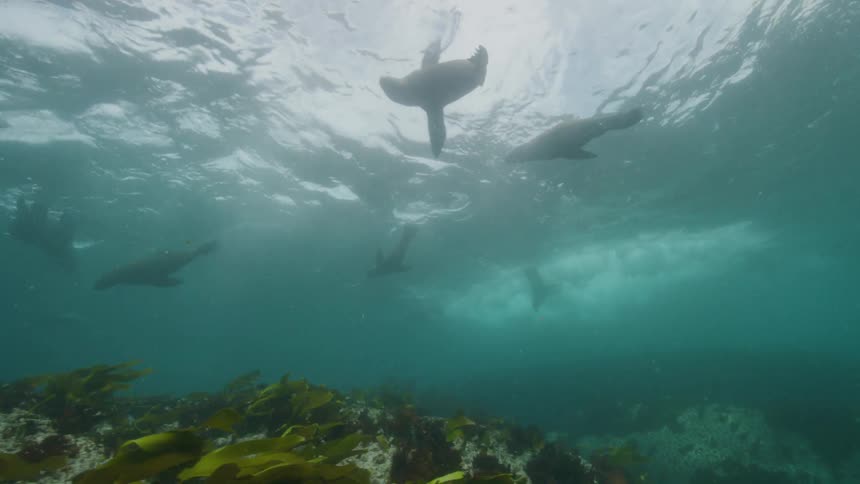 Several seals swimming in shallow waters next to a coral that are iluminated by sunlight