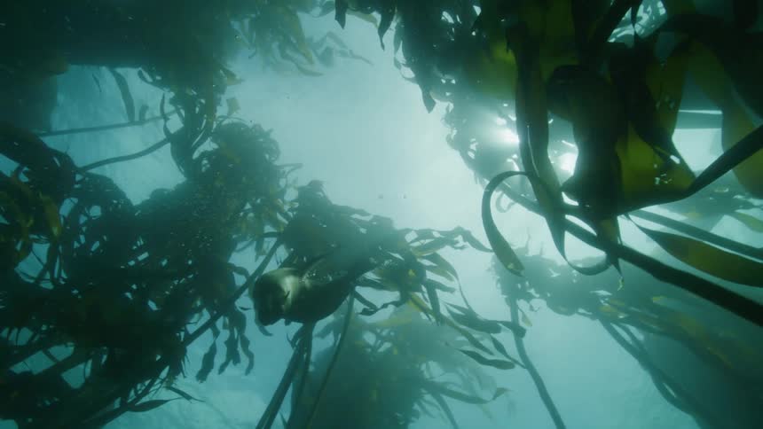 View from inside the sea of seals swimming amidst the kelp