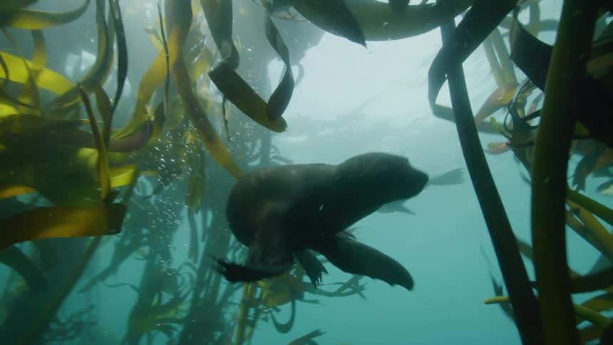 Seals swimming in an environment that has a lot of algae at the bottom that moves with the water flow