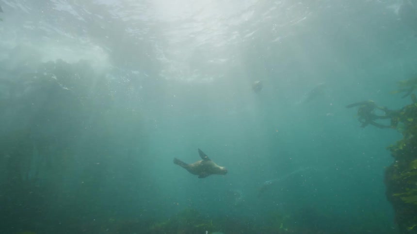Sea lions are swimming over the seabed among seaweed and underwater vegetation as sunlight shines brightly from above