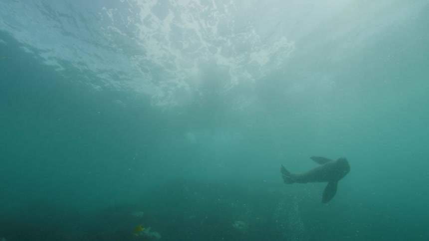 Seals dive under the water