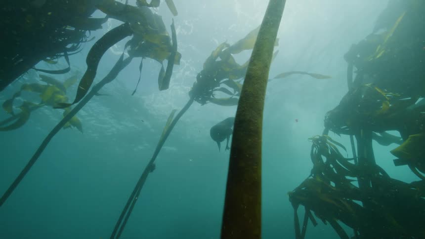 Seals swimming among the kelp in the sea
