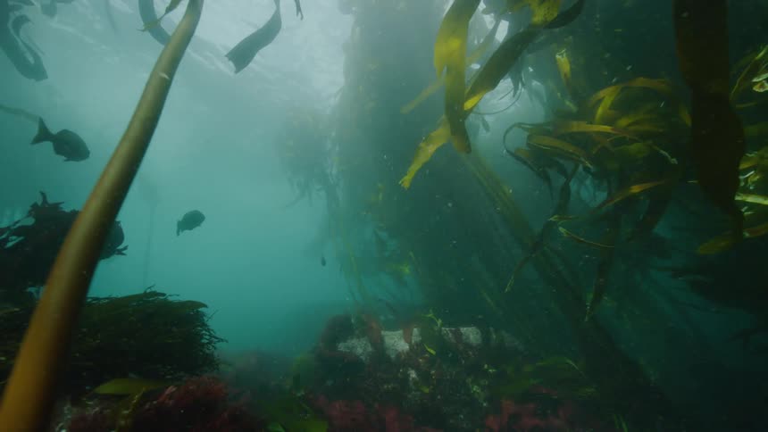 View from inside the sea with fish and seaweed