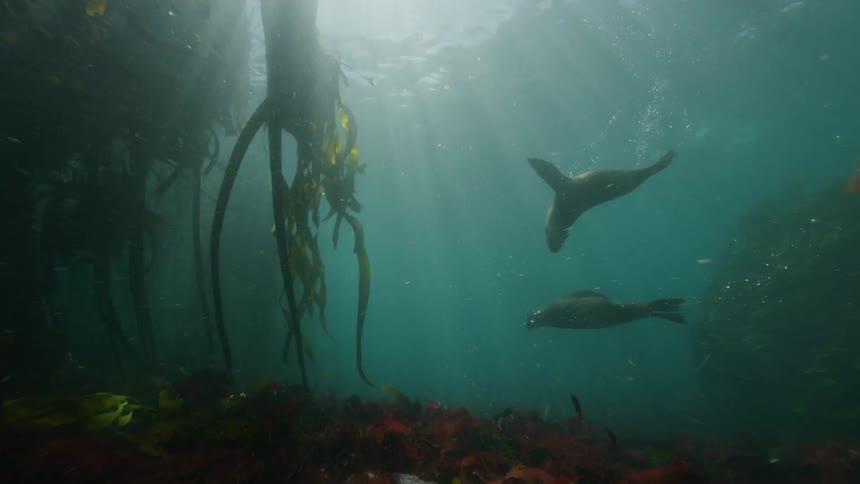 Sea lions swimming near seaweed in the ocean