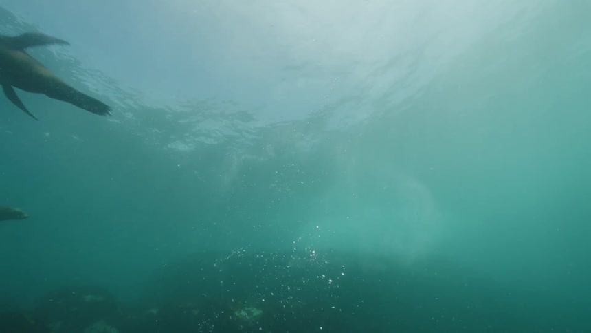 A group of seals swimming close together under water that is being illuminated by sunlight