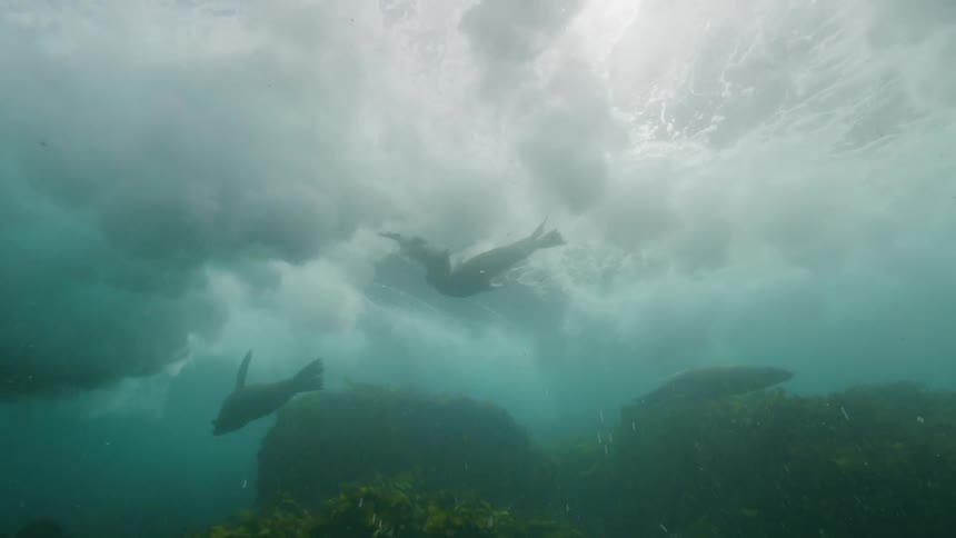 Fish swimming underwater at midday