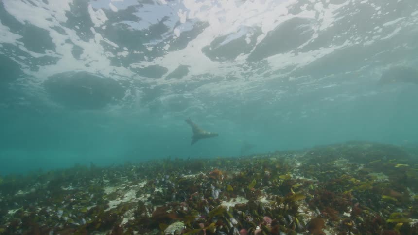 Fish swimming underwater on a sunny day