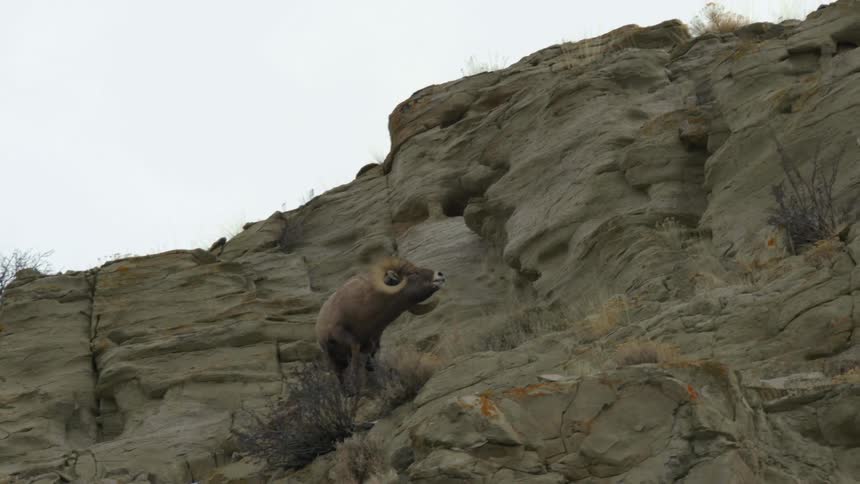 Bighorn sheep mating behavior
