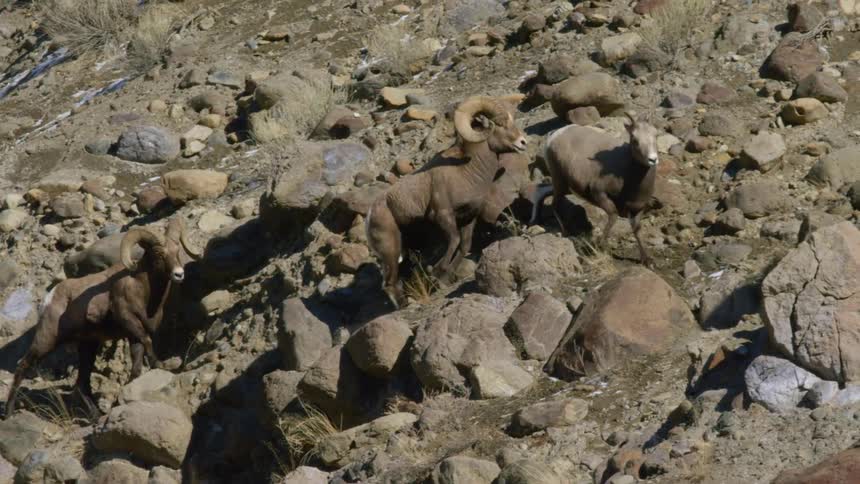 Bighorn Sheep chasing a ewe amidst rocky cliffs
