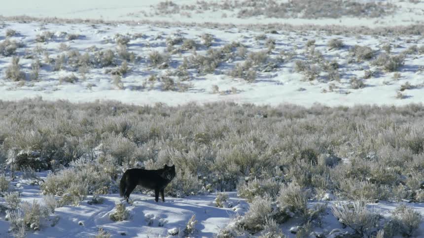 A pair of black wolves walk on the snow covered grasslands