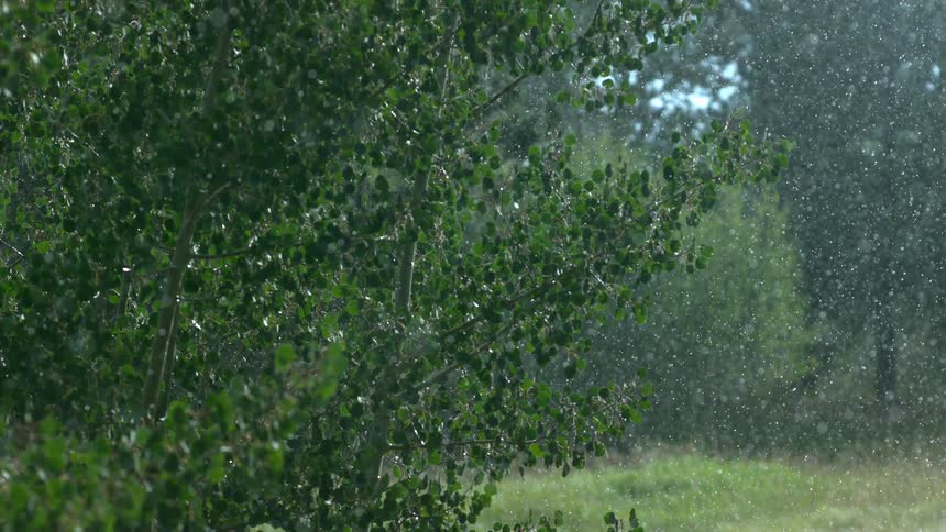 It is raining in the forest