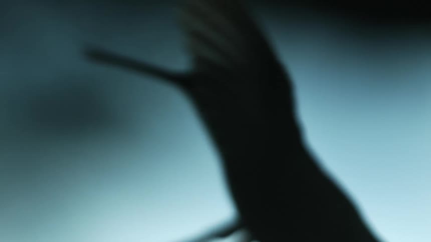 Silhouette of a hummingbird flapping its wings