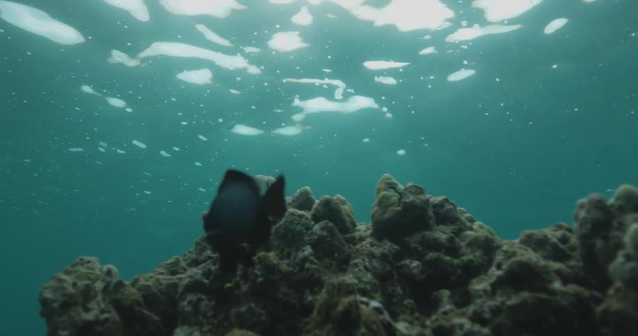 A fish swims past underwater