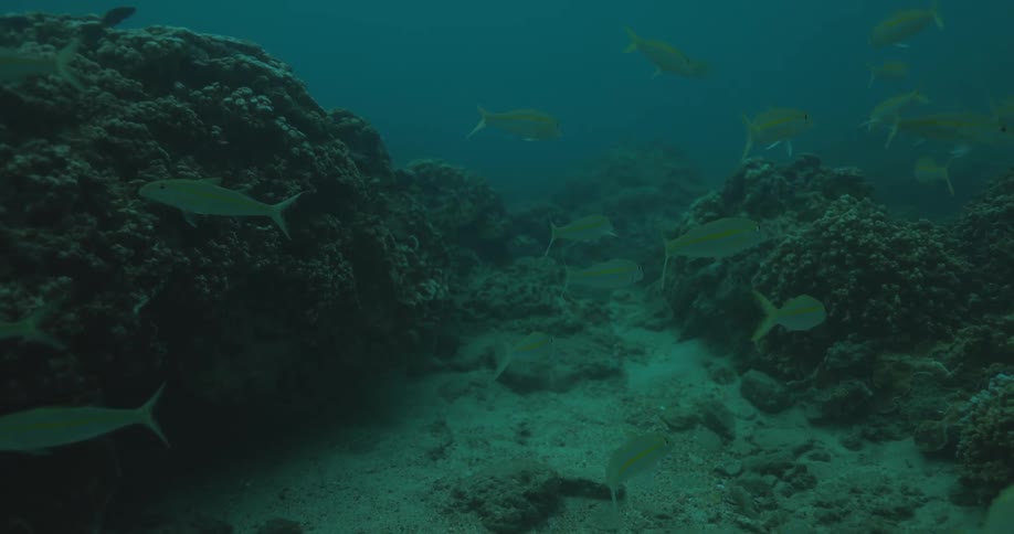Multiple fish swimming underwater near some rocks