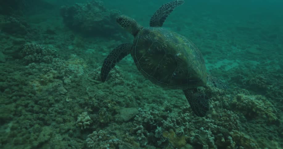 A sea turtle is swimming at the bottom of the water