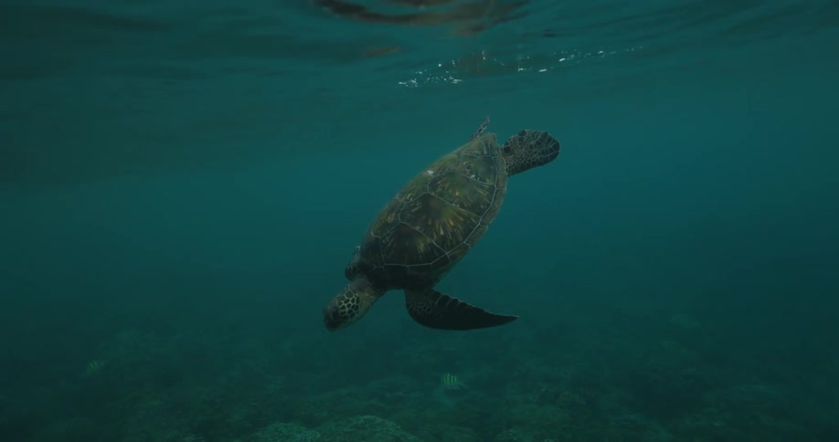 The turtle dives underwater