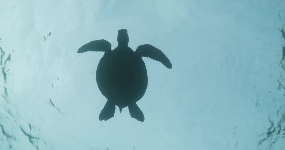 Sea turtle in the open sea
