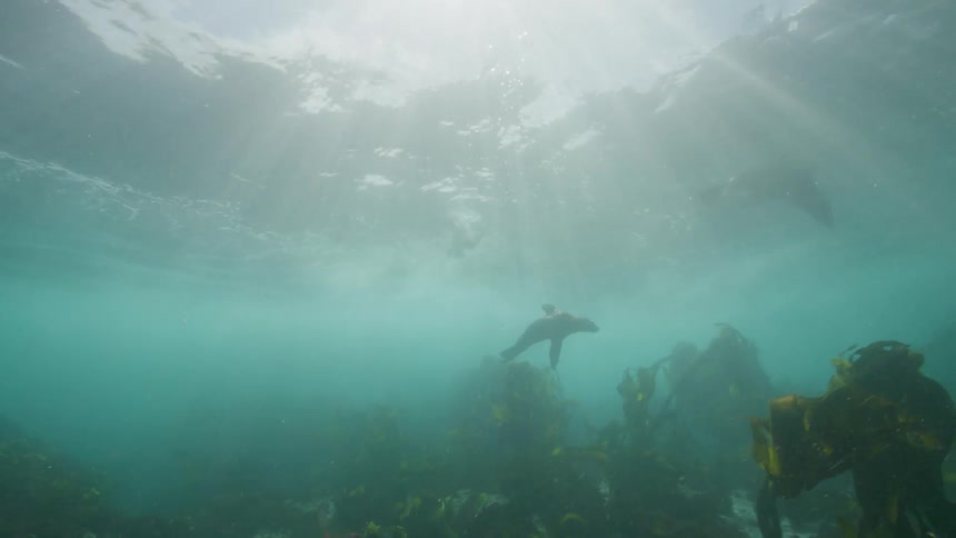 Sea lions swimming under water in the ocean