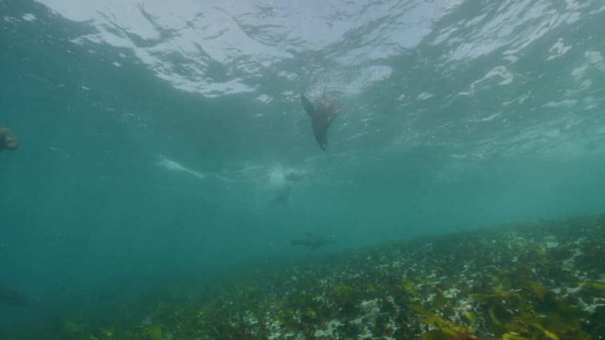 The seals swim fast underwater
