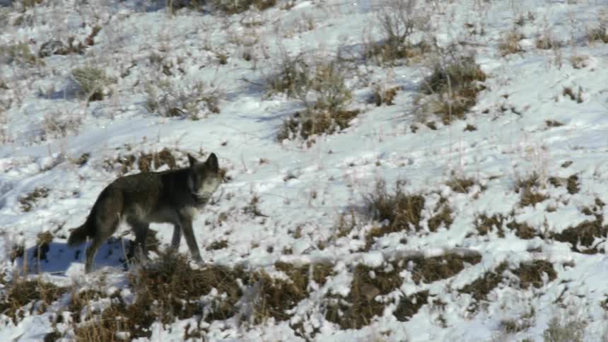 A wolf stops to look behind his back