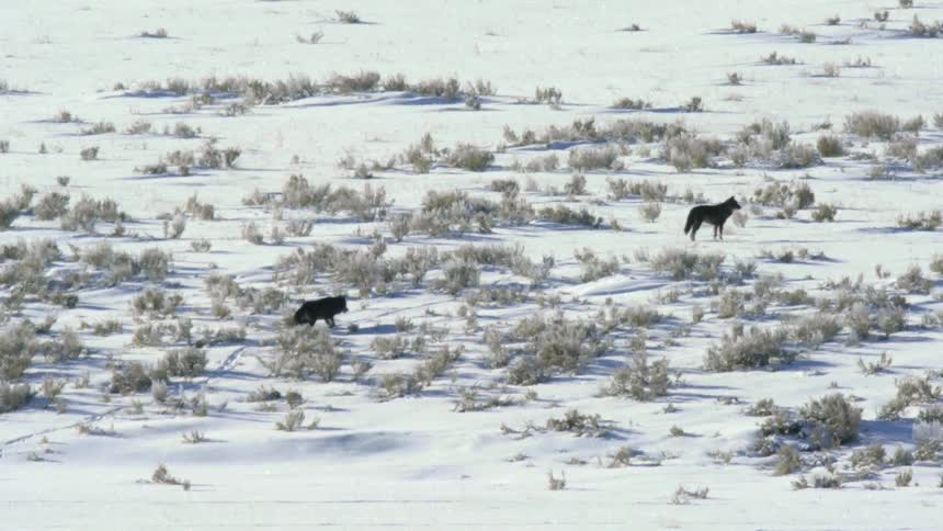 Two wolves walk through the snow