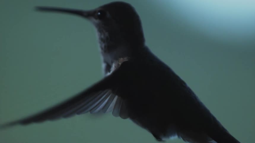 Small black bird with a long beak and wings in slow motion