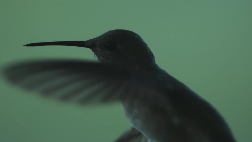 Hummingbird in motion with slowflapping wings