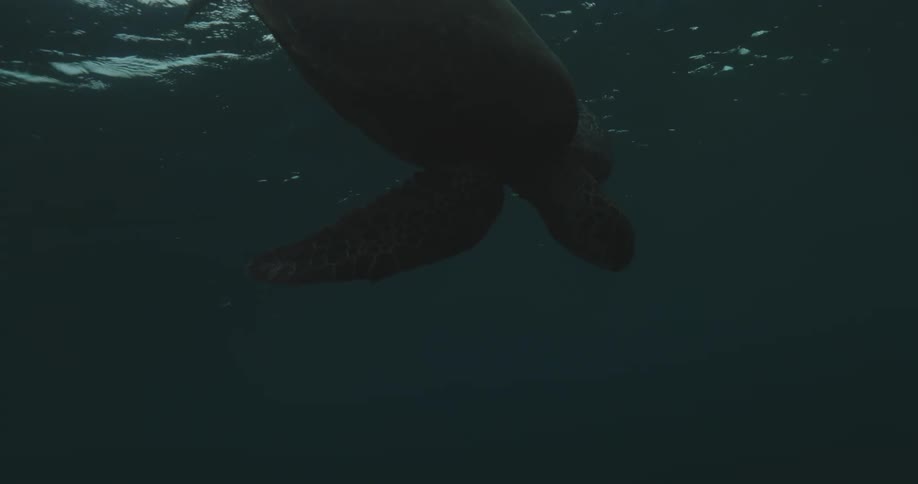 Sea turtle swimming underwater at midday