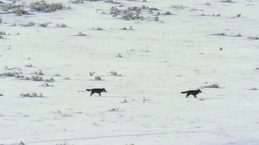 Two wolves walking on snow at midday