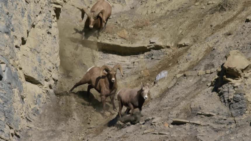 Two male bighorn sheep competing for a ewe on a steep cliffside
