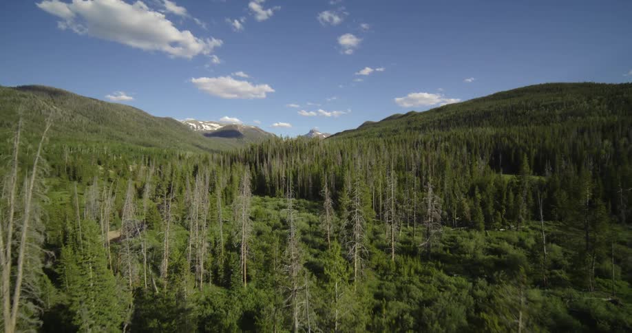 Aerial view of a forest in the slopes of a mountain range