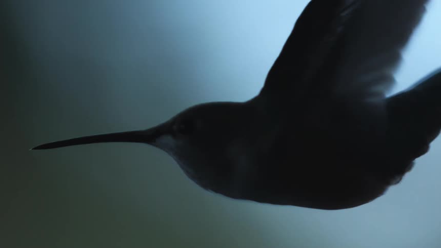 A bird flies by