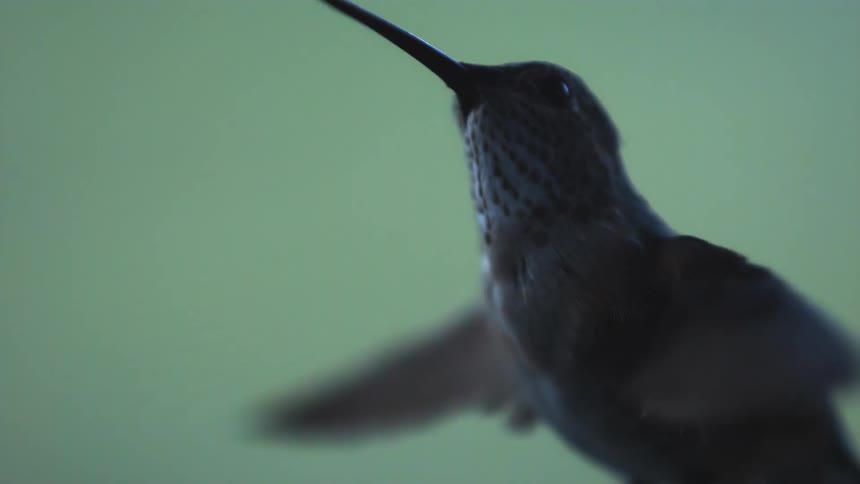 A hummingbird looks up as it flaps its wings and flies