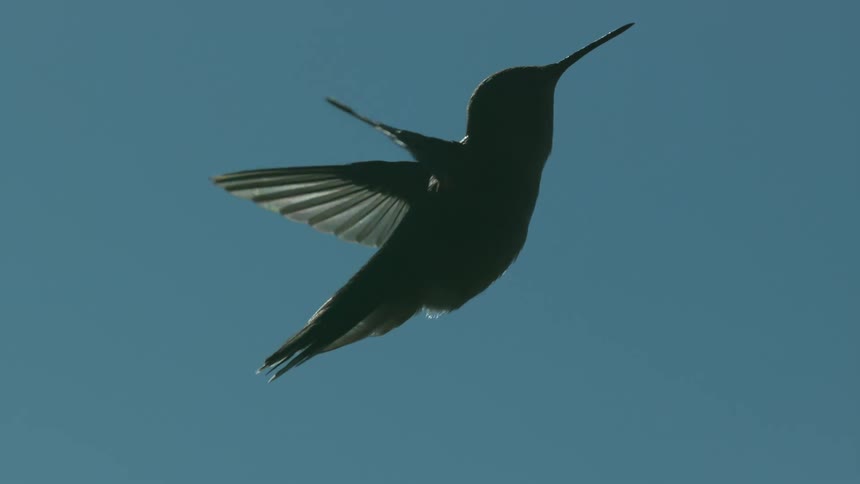 A green hummingbird is flapping its wings and staying in the same place