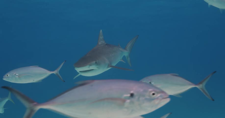 A school of fish swim in front and around a shark