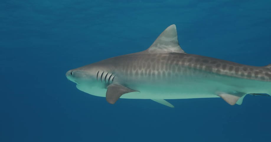 Shark swimming underwater in the ocean in open waters