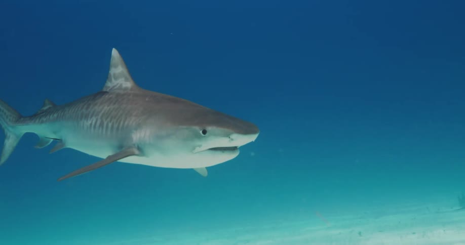 Shark swims through the water near the seafloor