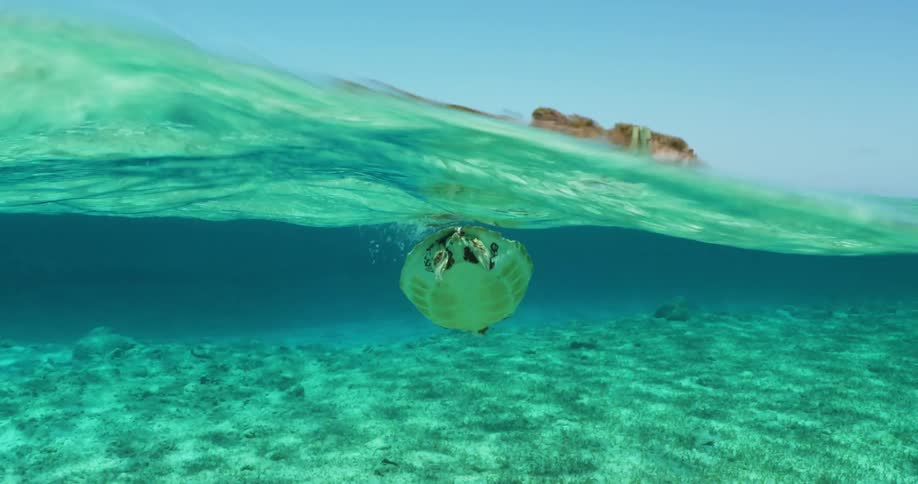 A sea turtle pops up to the surface then dives back down into crystal clear water near the coast