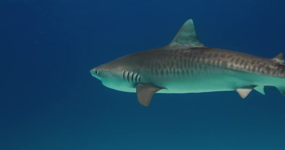 A shark with a focus on its fins swimming in the sea