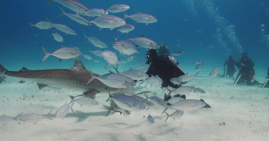Divers underwater on the ocean floor with a shark and various fish around