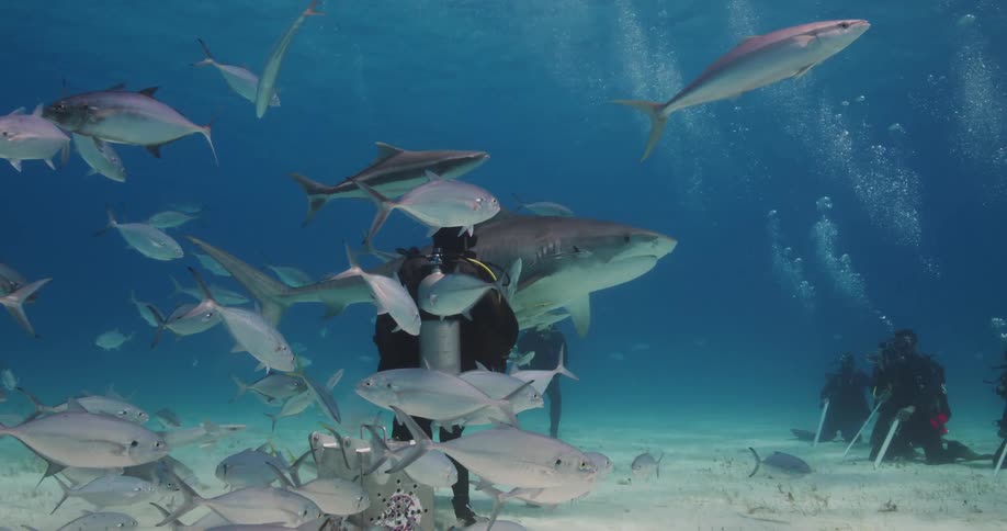 Multiple scuba divers watch another diver kneeling with metal box amongsharks and other fish