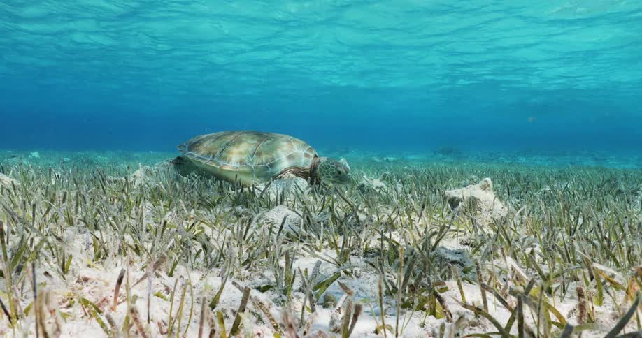 A sea turtle swimming underwater near the sandy and grassy ocean floor as sun shines through the surface