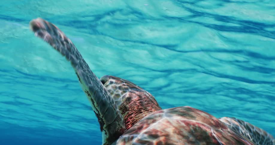 A sea turtle looks around as it moves over the seabed and swims to the surface