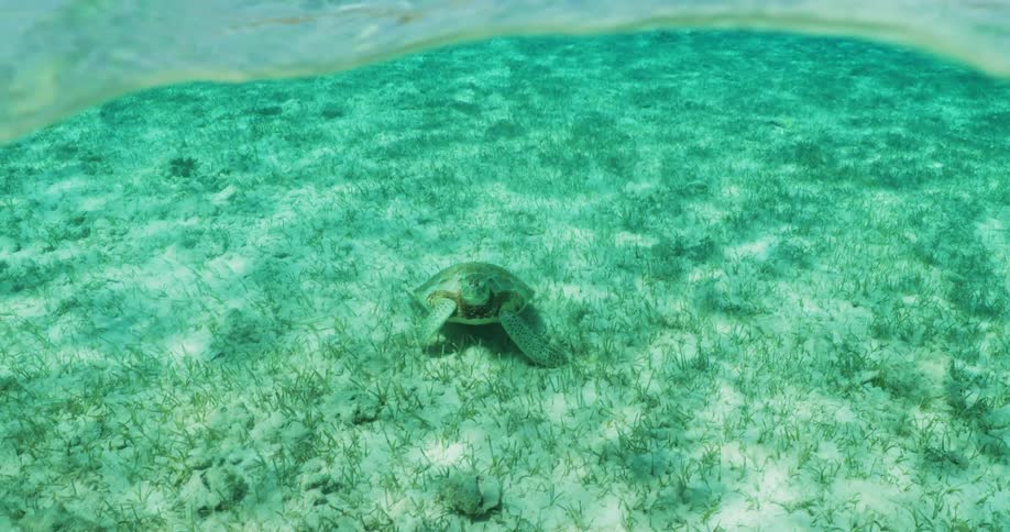 View of a turtle on the sand by a crystalclear sea